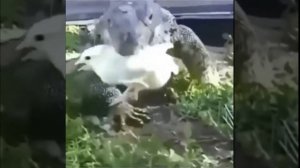 варан проглотил цыпленка pangolin eating live chicken