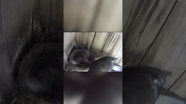 Сорока Напала на Гнездо Дрозда смотреть онлайн