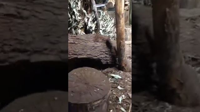 Любовные игры броненосцев. Московский зоопарк смотреть онлайн