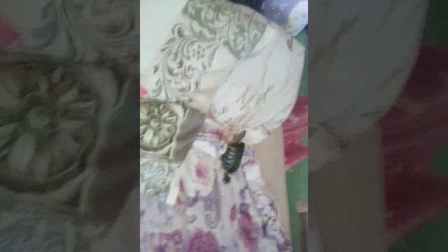 черепаха убегает смотреть онлайн