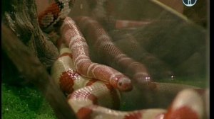 В мире животных с Николаем Дроздовым 2013 г Выпуск - 19