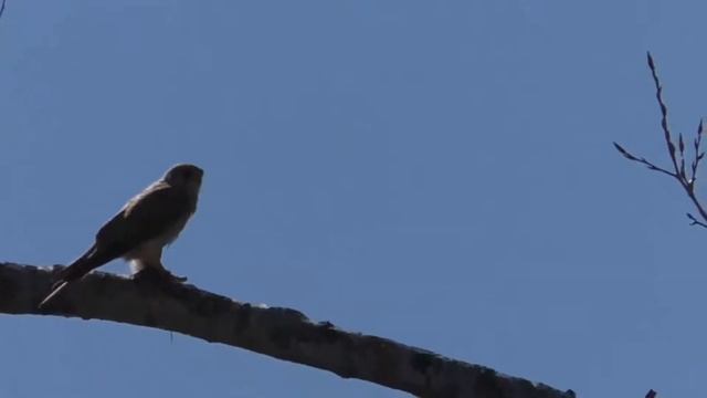 Хищная птица смотреть онлайн