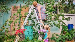 Сбор ягод полным ходом! Урожайный огород Клубника Черешня и Малина 25.06.19