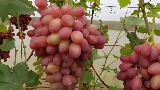 Огляд винограду. Частина 2. Олександр Худолій. 2023р. смотреть онлайн
