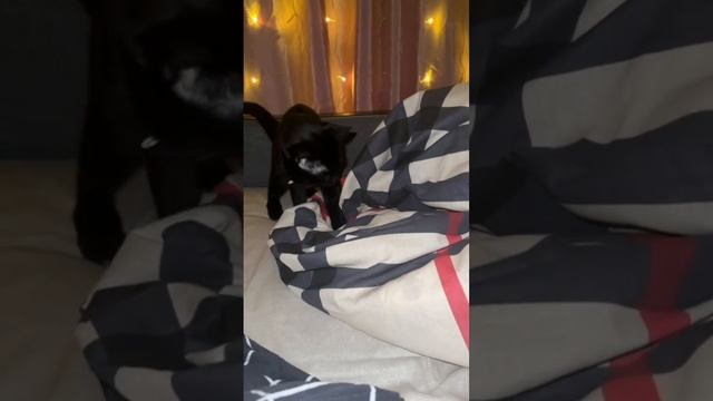 #смех #смешноевидео #смешныекоты #кот #shortsyoutube #shortvideo #юмор #cats #домашниеживотные #юмо смотреть онлайн