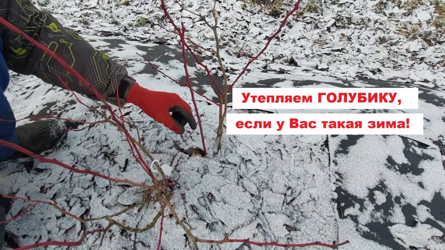 Утепляем ГОЛУБИКУ, если у Вас такая зима!