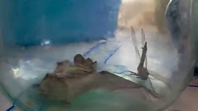 Летучая мышь и стрекоза!)) смотреть онлайн