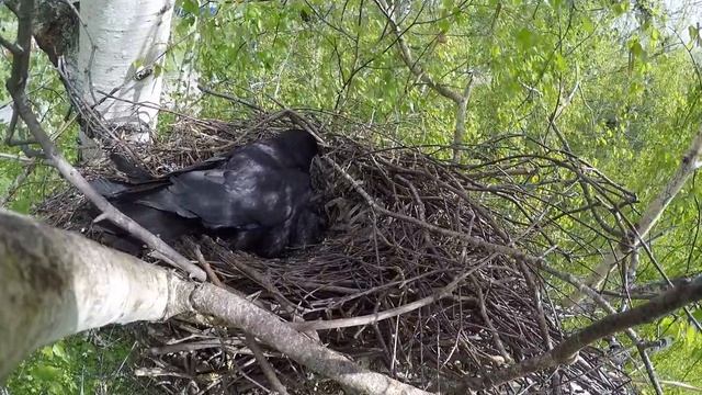 Грачи 160506 1к гнездо в Колонии, Тырново 4 смотреть онлайн