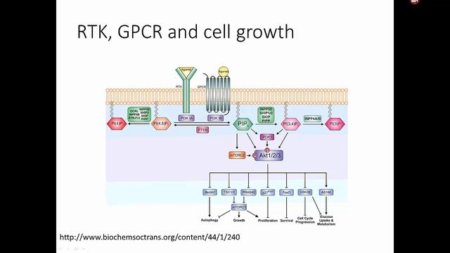 5-6 Receptor Tyrosine Kinases смотреть онлайн