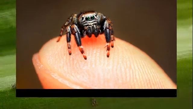 Жучки-паучки Душана Бено 1.wmv смотреть онлайн