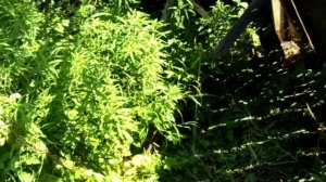 Устанавливаем бочки для воды под сток крыши дома.
