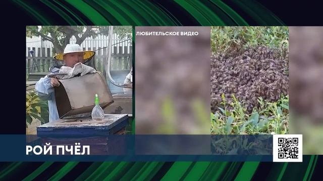 В Нижнекамске рой пчёл превратил жилой подъезд в улей смотреть онлайн