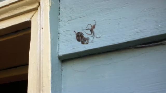 Spiders: boy meets girl! (4 of 4): fertilization смотреть онлайн