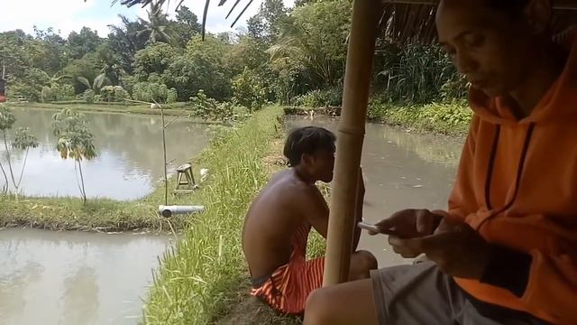 Kolam Sawah | Tempat Budidaya Ikan Koi