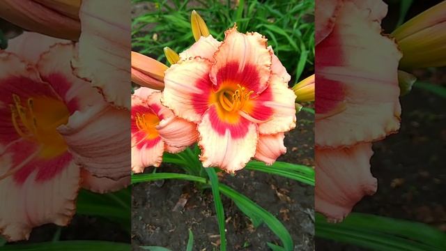 Лилейник Strawberry Candy Строуберри Кэнди смотреть онлайн