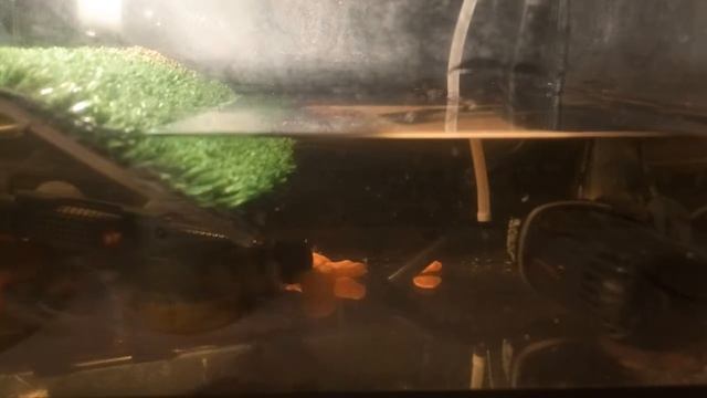 Дрессировка черепашки Чуси！🐢🐢 （Влево,вправо,вверх,вниз） смотреть онлайн