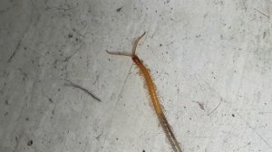 Геофил длинноусый, многоножка.