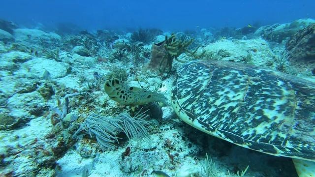 GoPro Hero 7 Black: Sea Turtle смотреть онлайн