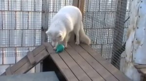 Домашний песец