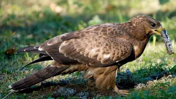 Обыкновенный осоед