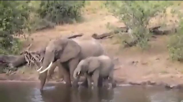 A crocodile attacked an elephant and a dog | Крокодил напал на слона и собаку. смотреть онлайн