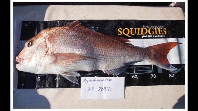 $80,000 Online Fishing Tournaments смотреть онлайн