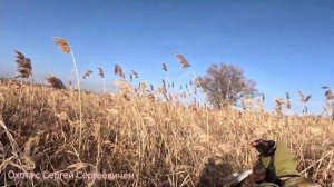 Охота на фазана с дратхааром