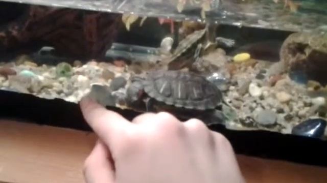 Классная черепашка {красноухая})) смотреть онлайн