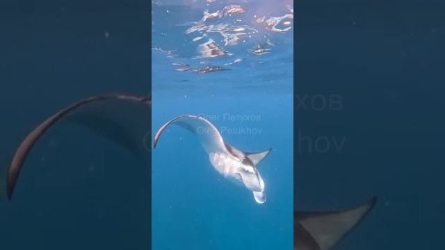 Мальдивы. Maldives. 马尔代夫。 смотреть онлайн