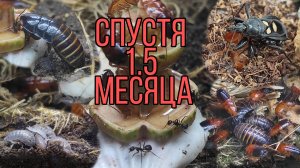 ТЕРРАРИУМ СПУСТЯ 1.5 МЕСЯЦА