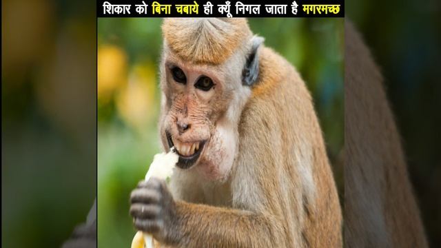 शिकार को बिना चबाये ही क्यूँ निगल जाता है मगरमच्छ.......॥ by Interesting News #short #shortaday смотреть онлайн