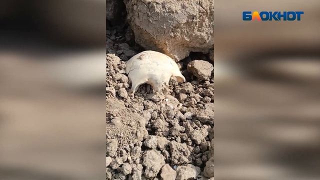 Волжанин в центре города нашел череп «вещего Олега»: видео смотреть онлайн
