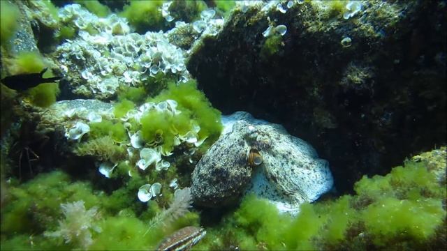 Running Octopus смотреть онлайн