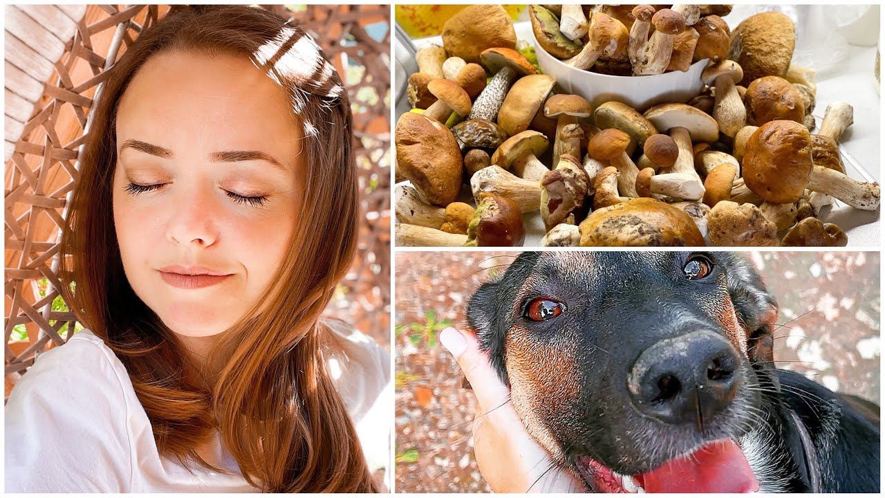 VLOG Собираем грибы! Волна белых грибов! Дачные хлопоты 27-29.08.21 смотреть онлайн