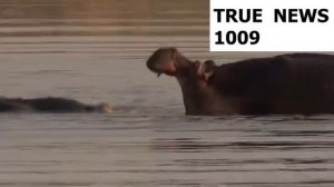 БЕГЕМОТЫ --ВСЯ ПРАВДА О БЕГЕМОТАХ!!!!!