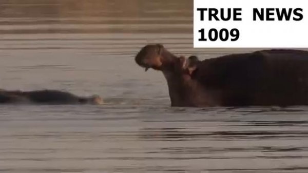 БЕГЕМОТЫ --ВСЯ ПРАВДА О БЕГЕМОТАХ!!!!!