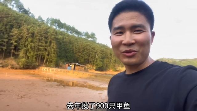 900只甲鱼养了一年了，今天把水放干看看跑了多少只，亏大了 смотреть онлайн