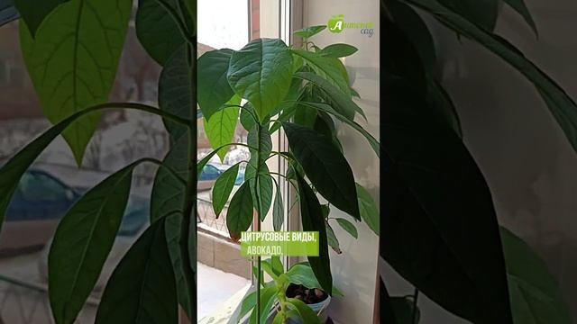 Что сеять в декабре? смотреть онлайн