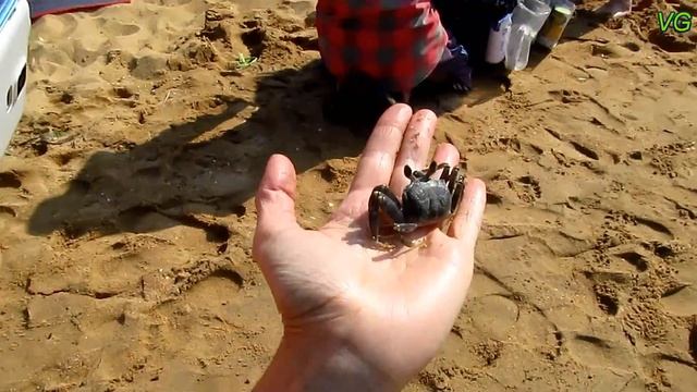 Adventures of a crab on the Thai beach / Приключения краба на тайском пляже смотреть онлайн