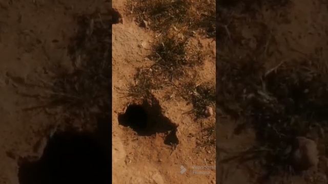 snakes and rodents homes in the desert. 🇸🇦 смотреть онлайн