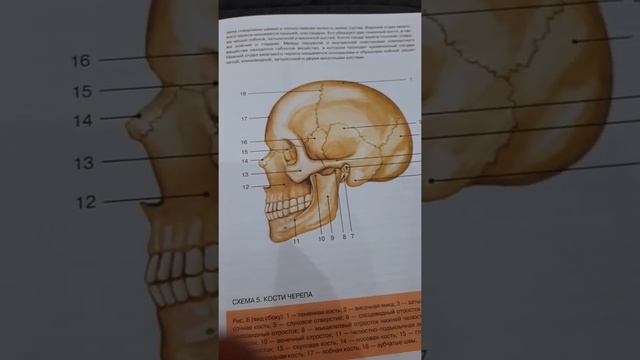 Строение черепа человека. Анатомия. смотреть онлайн