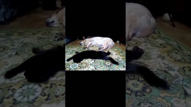 база-база, ответьте 😁 #shotrs #cats