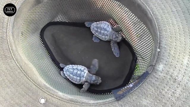 Sea Turtle Rescue| Animals That Asked People foor Help & Kindness ! #5 смотреть онлайн