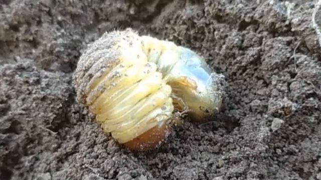 Кошачий червь Саt worm смотреть онлайн
