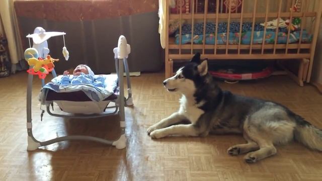 Хаска успокаивает ребенка смотреть онлайн