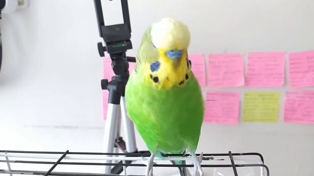 Попугай Кеша разговаривает✔️ Попугай Говорит✔️ Нарезки ✔️ смотреть онлайн