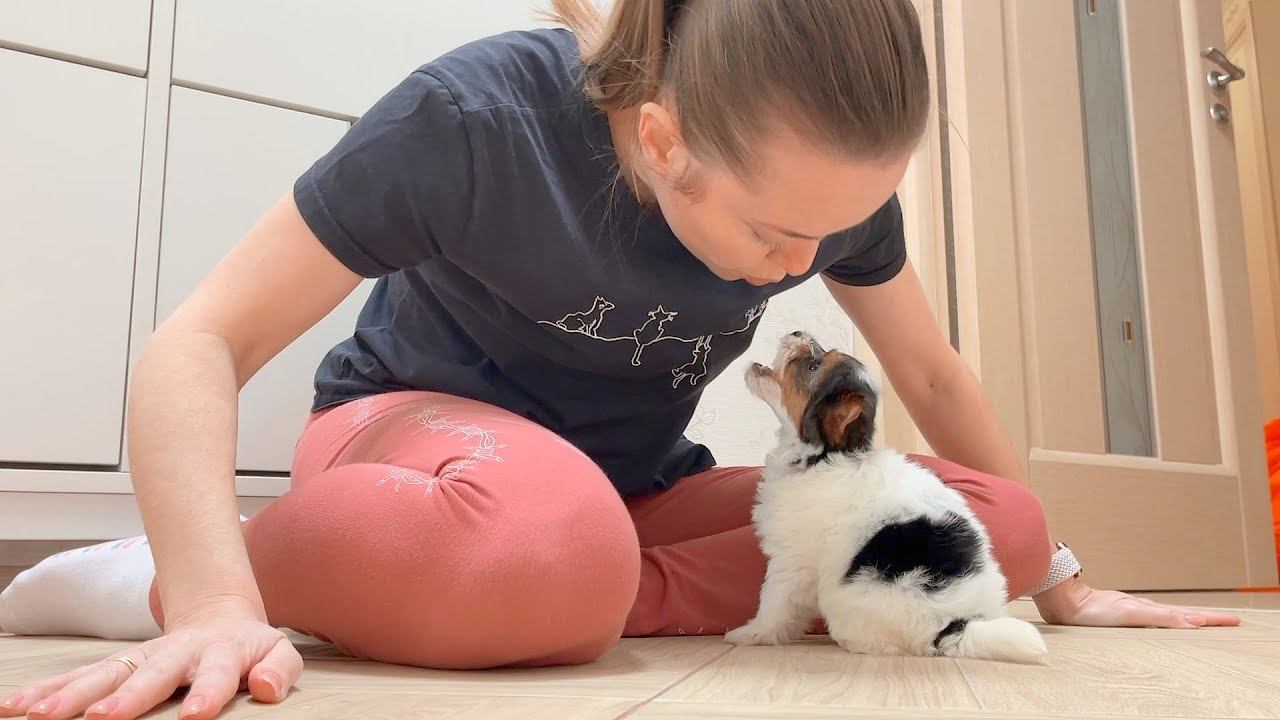 VLOG Гулять в 6 утра? Ставим ушки щенку 11-12.12.21 смотреть онлайн