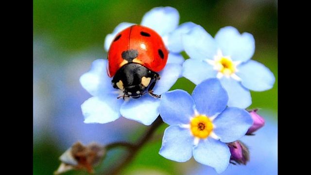 #сидимдома #школа64 В мире насекомых смотреть онлайн