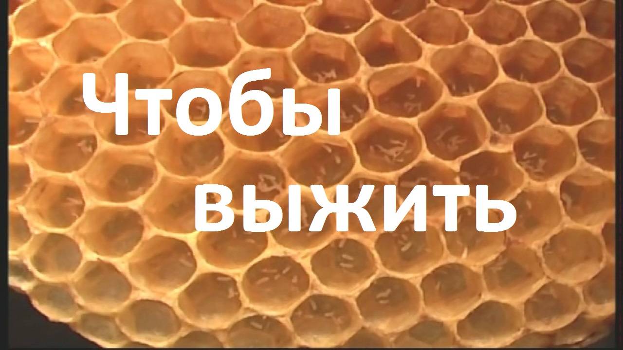 Пчелы-трутовки используют последний шанс, чтобы выжить смотреть онлайн