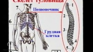 Основы медицинских знаний. Фильм 1 (1997)
